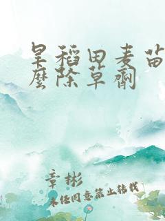 旱稻田麦苗用什么除草剂