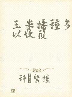 玉米播种多久可以收获