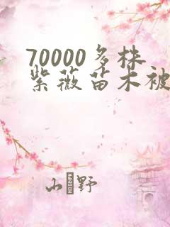 70000多株紫薇苗木被强毁