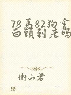 78马82狗会白头到老吗
