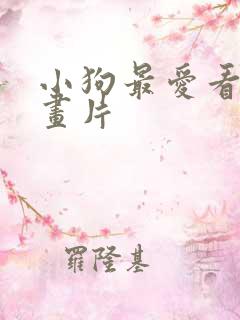 小狗最爱看的动画片 小狗最爱看的动画片