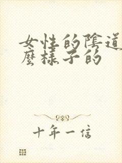 女性的阴道是什么样子的