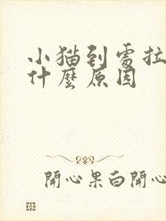 小猫到处拉尿是什么原因