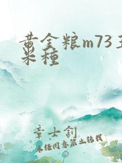 黄金粮m73玉米种