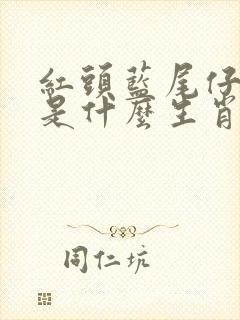 红头蓝尾仔细杀是什么生肖