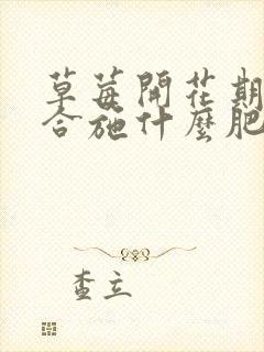 草莓开花期间适合施什么肥