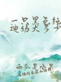 一只黑色纯种泰迪幼犬多少钱