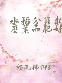 水稻分蘖期喷什么叶面肥好