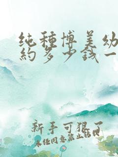 纯种博美幼犬大约多少钱一只
