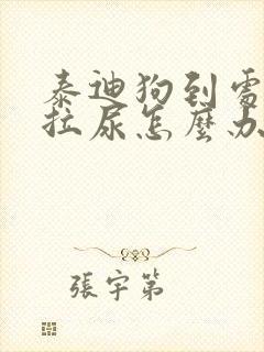 泰迪狗到处拉屎拉尿怎么办