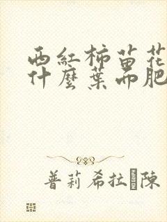 西红柿苗花期用什么叶面肥好