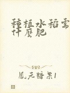 种植水稻需要施什么肥