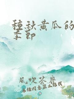 种秋黄瓜的最佳季节