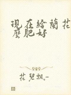 现在给兰花施什么肥好