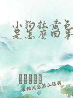 小狗拉黄色的尿是怎么回事