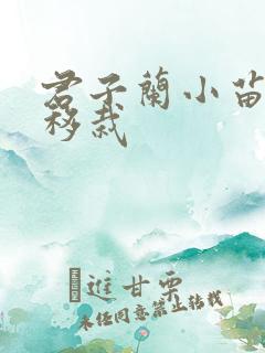 君子兰小苗怎么移栽
