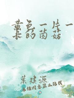 黄色一片一片生长的菌菇
