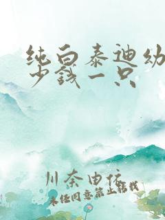 纯白泰迪幼犬多少钱一只