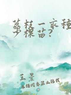荔枝一亩种植多少棵苗?