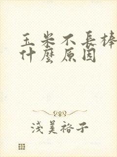 玉米不长棒子是什么原因