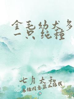 金毛幼犬多少钱一只 纯种
