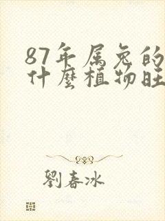 87年属兔的养什么植物旺财