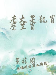 老大是龙肖指什么生肖