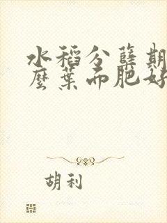水稻分蘖期喷什么叶面肥好