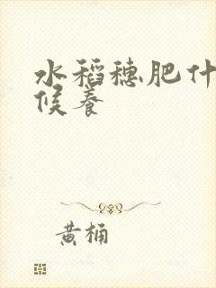 水稻穗肥什么时候养