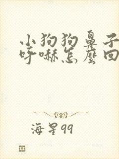 小狗狗鼻子呼哧呼哧怎么回事?