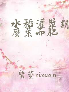 水稻灌浆期打什么叶面肥