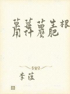 草莓苗生根壮苗用什么肥