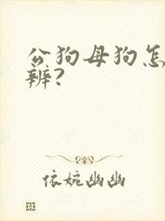 公狗母狗怎么分辨?