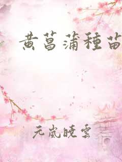 黄菖蒲种苗哪有