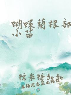 蝴蝶兰根部长出小苗