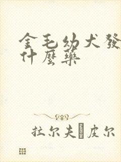金毛幼犬发烧吃什么药