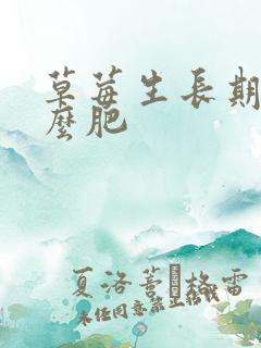 草莓生长期施什么肥