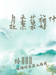 月季花施什么肥效果最好
