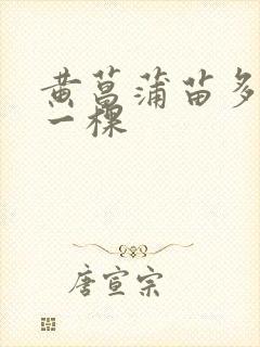 黄菖蒲苗多少钱一棵