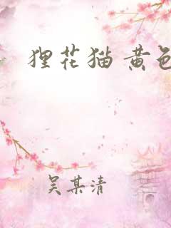 狸花猫 黄色