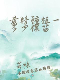 黄精种植一亩要多少棵苗