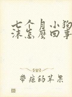 七个月小狗吐白沫怎么回事