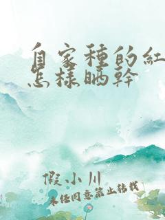 自家种的红辣椒怎样晒干