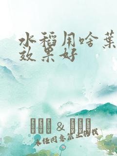 水稻用啥叶面肥效果好