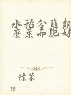 水稻分蘖期用什么叶面肥好