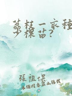 荔枝一亩种植多少棵苗?