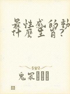 最性感的动物是什么生肖?