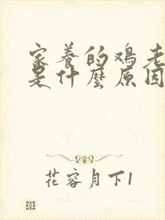 家养的鸡老是死是什么原因