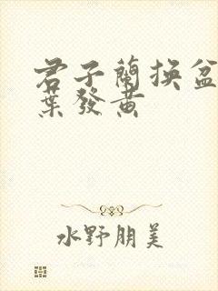 君子兰换盆后底叶发黄 君子兰换盆后底叶发黄