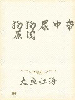 狗狗尿中带血的原因 狗狗尿中带血的原因